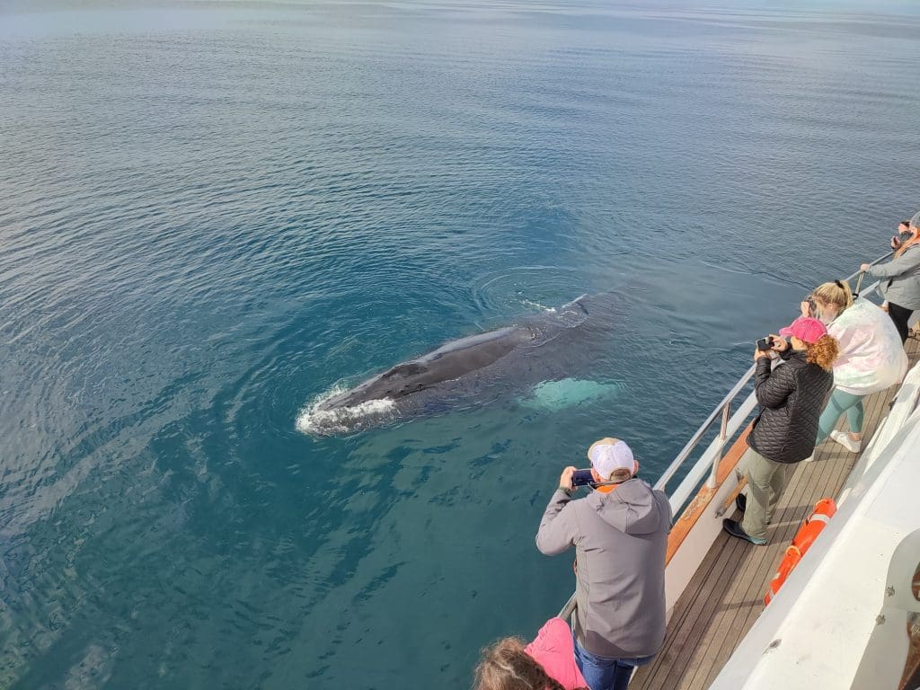 people_photographing_whale_from_boat
