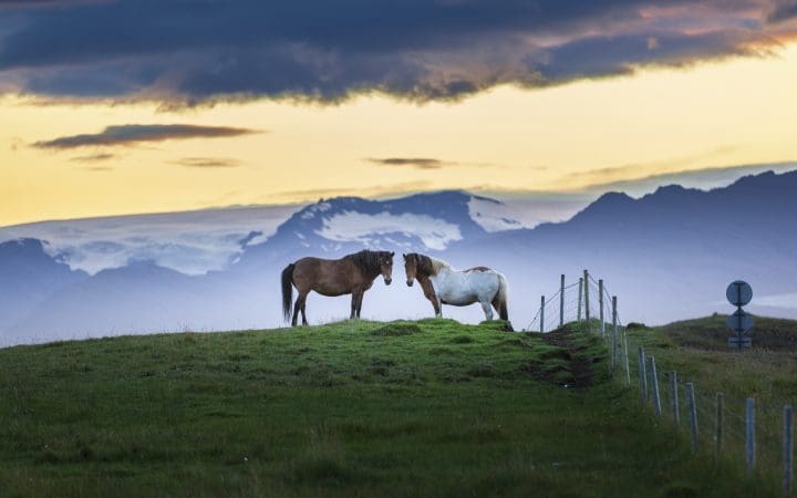 two_horses_on_grass_knowl