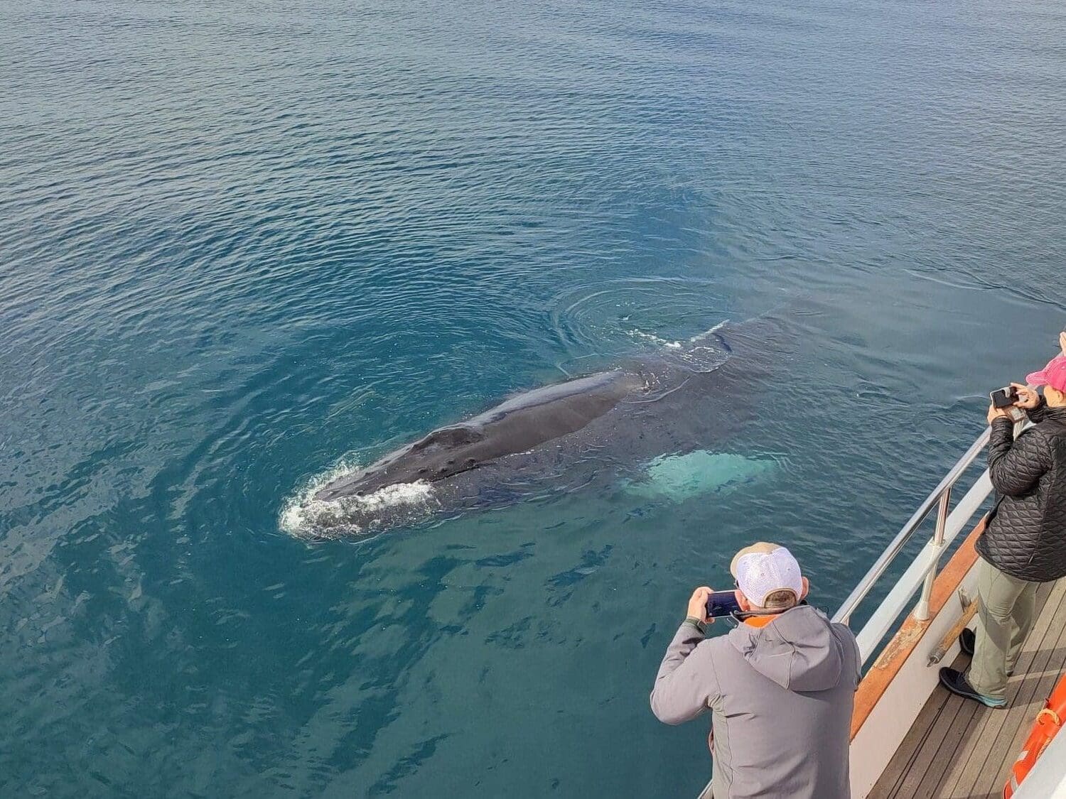 people_photographing_whale_from_boat